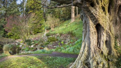 A view of the grdens at The Weir in Herefordshire in spring. A large old tree stands to the right of the image in the foreground beyond is a grassed hill and a flowerbed with early spring greenery appearing.